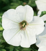 Сурфиния Вайт